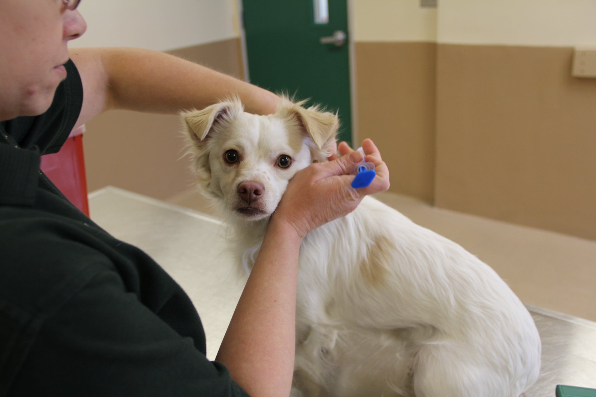 vacuna perro control animal